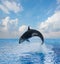 Jumping killer whale