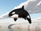 Jumping killer whale