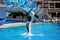 Jumping killer whale in San Diego