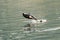 Jumping killer whale about to land with a splash