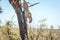 Jumping Leopard in the Kruger National Park, South Africa.