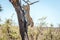 Jumping Leopard in the Kruger National Park, South Africa.