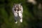 Jumping maine coon kitten outdoors in nature