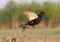 Jumping male Black grouse with frozen tail at mating place