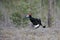 Jumping male Black Grouse at swamp courting place early in the m