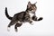 Jumping Moment, American Wirehair Cat On White Background