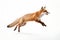 Jumping Moment, Fox On White Background