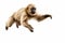 Jumping Moment, Gibbon On White Background