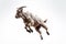 Jumping Moment, Goat On White Background