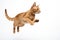 Jumping Moment, Havana Brown Cat On White Background