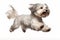 Jumping Moment, Havanese Dog On White Background