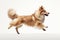 Jumping Moment, Icelandic Sheepdog Dog On White Background