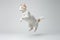 Jumping Moment, Japanese Bobtail Cat On White Background