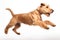 Jumping Moment, Lakeland Terrier Dog On White Background