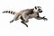 Jumping Moment, Lemur On White Background