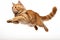 Jumping Moment, Manx Cat On White Background