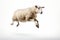 Jumping Moment, Sheep On White Background