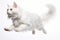 Jumping Moment, Turkish Angora Cat On White Background