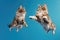 Jumping Moment, Two American Bobtail Dogs On Sky Blue Background