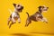 Jumping Moment, Two American Wirehair Dogs On Yellow Background