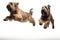 Jumping Moment, Two Briard Dogs On White Background
