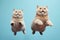 Jumping Moment, Two British Shorthair Cats On Sky Blue Background