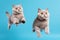 Jumping Moment, Two British Shorthair Cats On Sky Blue Background