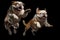 Jumping Moment, Two Bulldog Dogs On Black Background