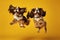 Jumping Moment, Two Cavalier King Charles Spaniel Dogs On Yellow Background