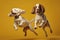 Jumping Moment, Two Clumber Spaniel Dogs On Yellow Background