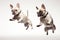 Jumping Moment, Two French Bulldogs Dog On White Background