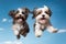 Jumping Moment, Two Havanese Dogs On Sky Blue Background