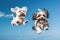 Jumping Moment, Two Havanese Dogs On Sky Blue Background