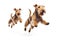 Jumping Moment, Two Lakeland Terrier Dogs On White Background