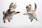 Jumping Moment, Two Scottish Fold Cats On White Background