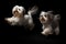 Jumping Moment, Two Shih Tzu Dogs On Black Background