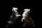 Jumping Moment, Two Turkish Angora Dogs On Black Background