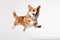 Jumping Moment, Welsh Corgi Dog On White Background