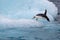 Jumping penguin. An Adelie (AdÃ©lie) penguin dives into sea from an iceberg.