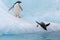 Jumping penguin. An Adelie (AdÃ©lie) penguin dives into sea from an iceberg.