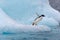 Jumping penguin. An Adelie (AdÃ©lie) penguin dives into sea from an iceberg.