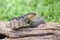 Jumping Pit Viper (atropoides Mexicanus)
