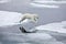 Jumping polar bear