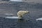 Jumping Polar bear cub 1