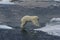 Jumping Polar bear cub 2