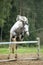 Jumping pony