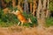 Jumping Red deer, rutting season, Hoge Veluwe, Netherlands. Deer stag, bellow majestic powerful adult animal outside wood, big an