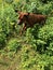 jumping ridgeback