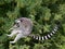 Jumping ring-tailed lemur