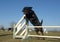 Jumping rottweiler